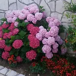 Sindi * 洛帕